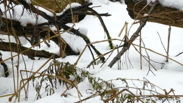 Burung Chickadee Mencari Makanan Setelah Hujan Salju Awal Selama Musim — Stok Video