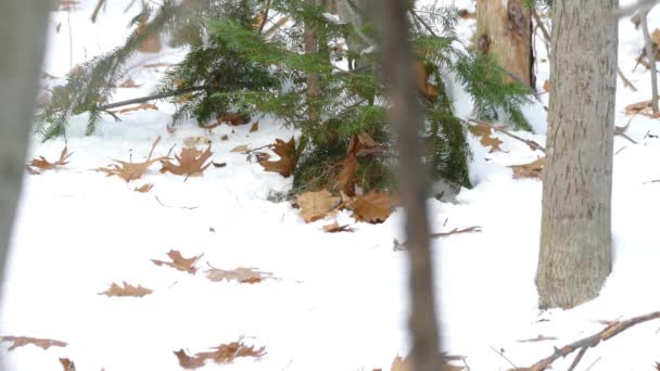 雪の上に冷たい足を持つ小さな黄金の冠のついたキングレット鳥をすばやく動かす — ストック動画