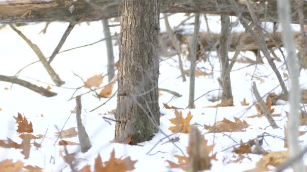 Excited Golden Crown Kinglet Bird Comes Frame Hops Snow — Stock Video