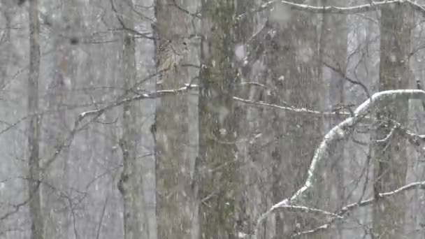 Goede Timing Shot Van Uil Hoppen Vliegen Naar Volgende Tak — Stockvideo