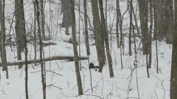 白い雪とは対照的に 黒いリスは冬の自然への証人です — ストック動画