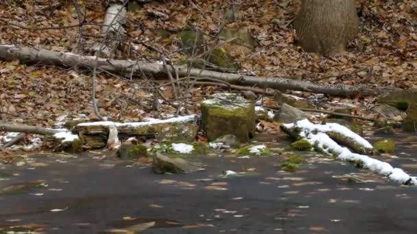 Pure Frozen Pond Gray Squirrel Carefully Drinking Tiny Hole Ice — Stock Video