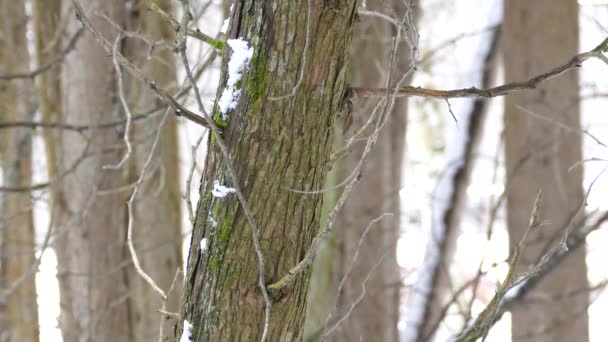 Striking Rychlý Malý Červený Prsní Nuthatch Pták Zimě Kanadě — Stock video