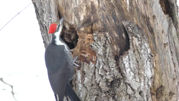 Pájaro Carpintero Toma Descanso Picotear Para Evaluar Ubicación Presa Con — Vídeo de stock