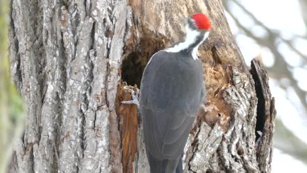 Back View Pileated Woodpecker Using Powerful Bill Dig Big Hole — Stock Video