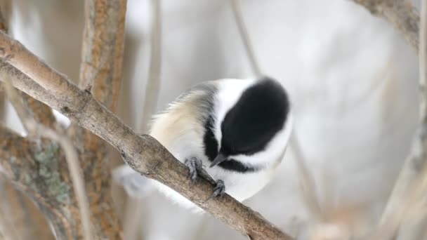 冬にはひまわりの種に鳥の餌を与える極端なマクロのクローズアップ — ストック動画