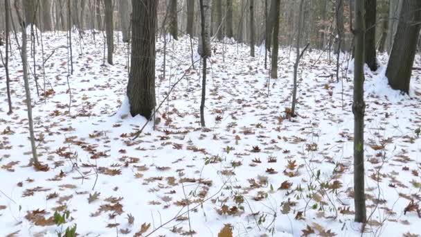 Fenómeno Natural Las Hojas Otoño Que Caen Suelo Después Primera — Vídeo de stock