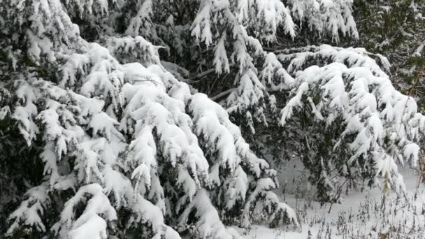 Thick Cover Snow Laying Heavy Fresh Evergreen Pine Branches Winter — Stock Video