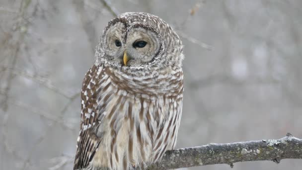 Schitterende Barred Uil Wild Specimen Tonen Klauwen Bij Het Opstijgen — Stockvideo