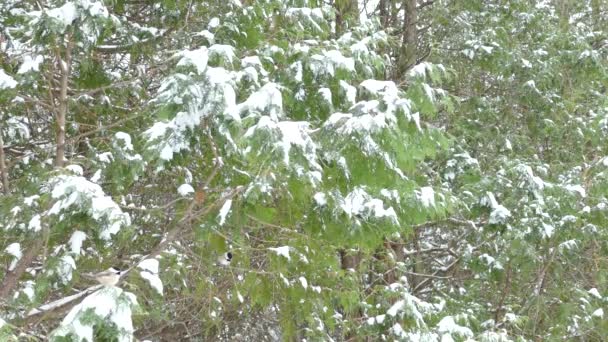 チカデは 冬の降雪で繁栄する回復力のあるカナダの鳥種です — ストック動画