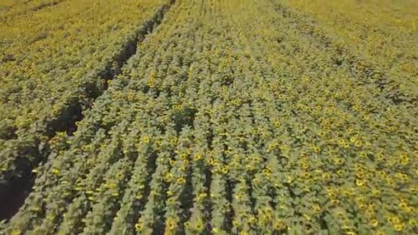 Aerial Shot Large Sunflower Field Michigan Fast Forward Motion — Vídeo de Stock