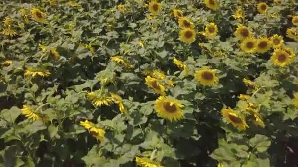 Close Aerial Shot Sunflowers Tilt Reveal Huge Yellow Field — Vídeo de stock