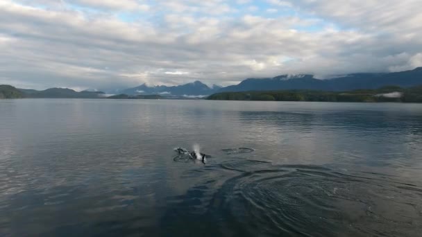 Vista Aérea Ballenas Orca Frente Montañas Océano — Vídeo de stock