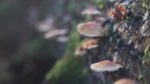 Cogumelos Num Tronco Movimento Lento Revelar — Vídeo de Stock