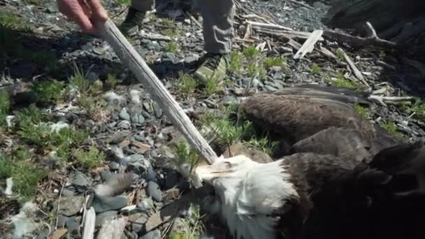 Uma Olhada Águia Morta Encontrada Remota Ilha British Columbia — Vídeo de Stock