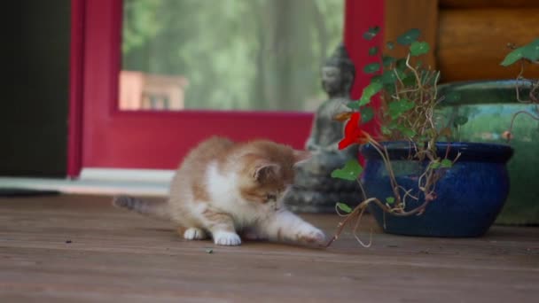 Kedi Yavrusu Bir Çiçekle Oynuyor Yavaş Çekim — Stok video