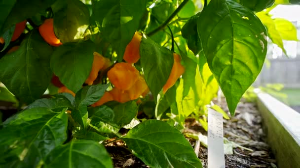 Scotch Bonnet Pepper Plant Robust Green Garden — стоковое видео