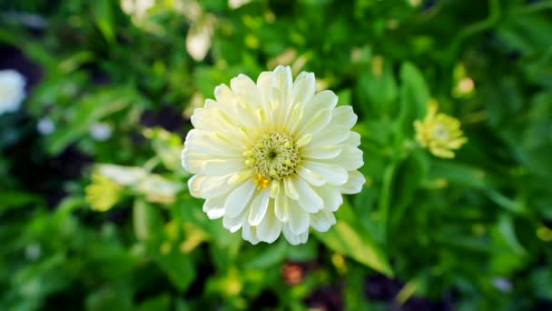 Close White Zinnia Flower Robust Green Garden — Video