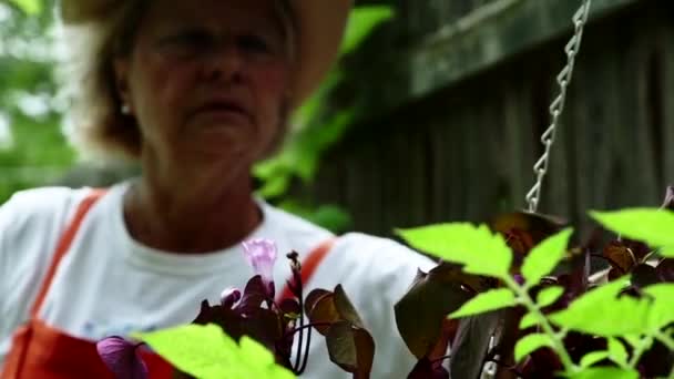 Jardinería Mujer Granja Sombrero Con Guantes Revisando Sus Plantas Viñas — Vídeos de Stock
