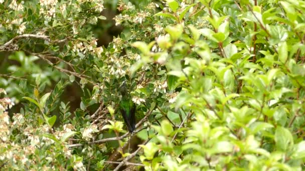 Feurig Kehliger Kolibri Schwebt Während Sich Von Einer Weißen Blume — Stockvideo