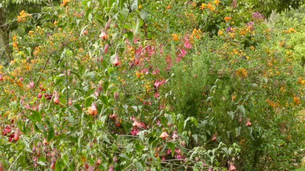Pink Flowers Bush Hummingbird Flys Searching Nectar Shot — Vídeo de stock
