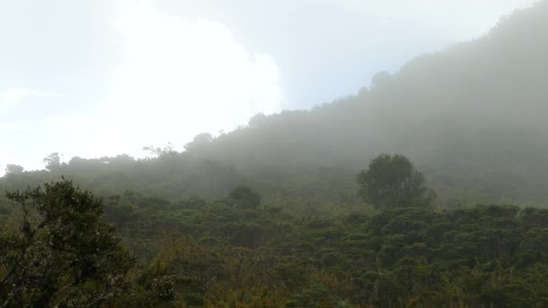 Blick Auf Einen Nebelwald Costa Rica Abgeriegelt — Stockvideo