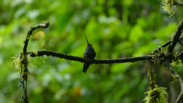 一种长喙的黑色蜂鸟 栖息在热带雨林的树枝上 在哥斯达黎加丛林里靠近一只长着长嘴的好奇蜂鸟 — 图库视频影像
