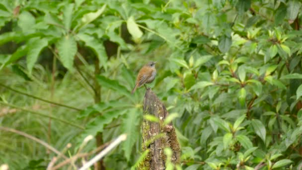 Brown Little Hummingbird Sits Piece Wood Flies Away Beautiful Costa — Stockvideo