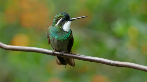 Tropical Bird Sitting Branch Rainforest Closeup View Green Thorntail Sitting — Vídeo de stock