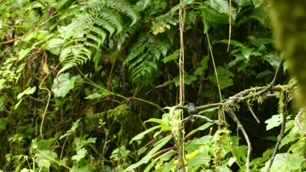 Black Hummingbird Sits Branch Tree Watches Another Hummingbird Approaches First — Vídeos de Stock