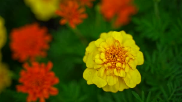 Яскраво Жовтий Чорнобривці Літньому Саду — стокове відео