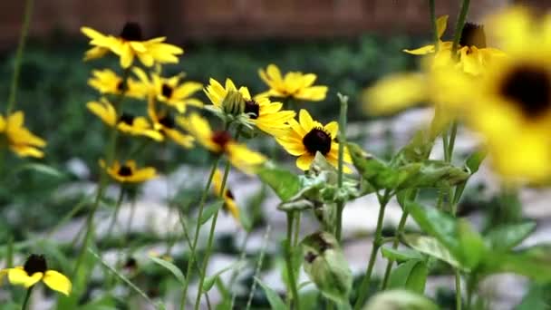 Beautiful Black Eyed Susan Wildflowers Swaying Wind Garden Ohio Selective — Vídeo de stock