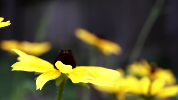 Air Blowing Lovely Black Eyed Susan Sunflowers Garden Centerville Ohio — Vídeos de Stock