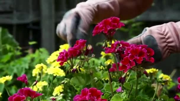 Gardener Hands Gloves Removing Dry Leaves Red Geranium Yellow Marigold — 图库视频影像