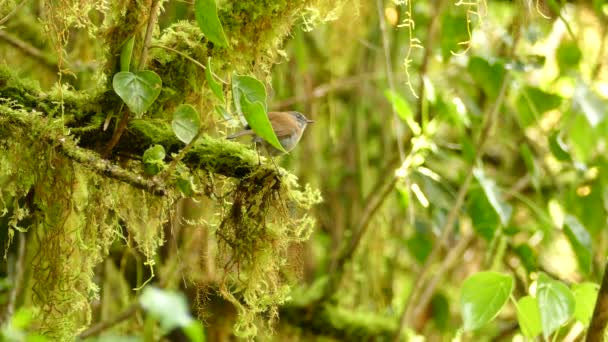 Pequeno Pássaro Marrom Sentado Videiras Selva Uma Floresta Tropical Argila — Vídeo de Stock