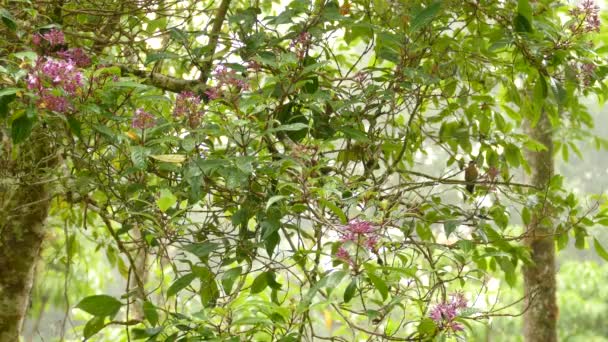 Colorful Tropical Bird Sitting Branch Rain Forest Small Orange Green — Vídeo de stock