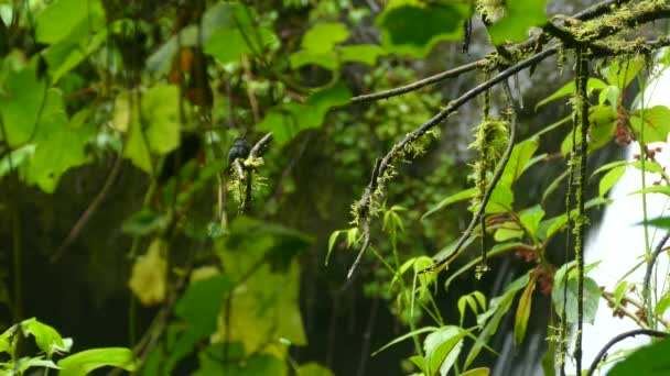 背景に滝のある熱帯雨林の木の枝に座っている黒いウサギのハチドリ 小さな黒いハチドリと長いくちばしに座っている苔で覆われたブドウの木にジャングル — ストック動画