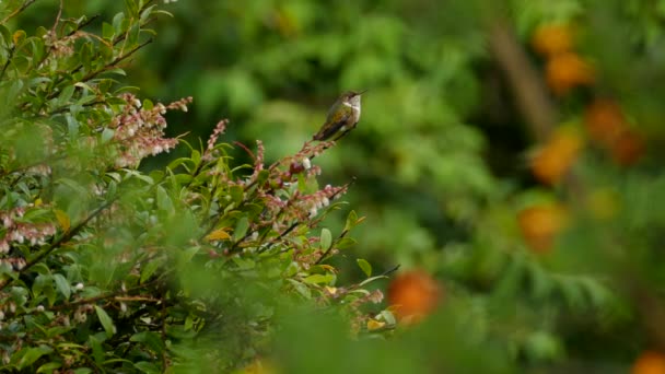 Volcano Hummingbird Sitting Tree Branch Rain Forest Isolated View Small — Stock Video