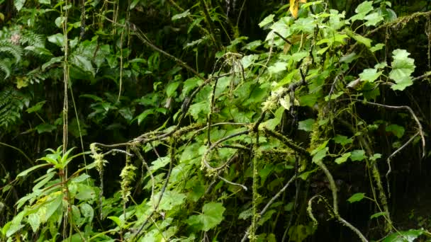 熱帯雨林の木の枝には緑と黒のハチドリが2羽飛んでいます コスタリカの熱帯雨林の中を飛ぶハチドリ — ストック動画