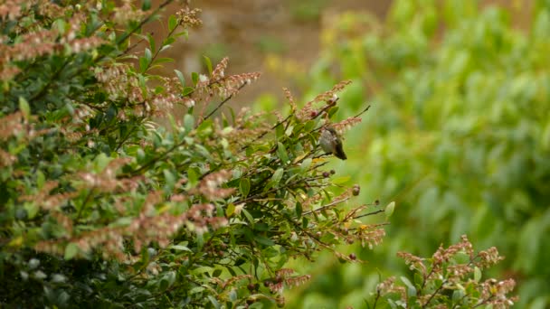 Liten Vit Och Brun Kolibri Sitter Gren Blomma Buske Regnskog — Stockvideo