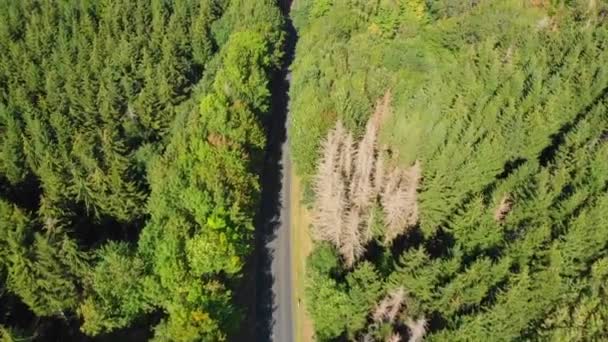 Sobrevoando Uma Estrada Cortando Uma Floresta — Vídeo de Stock