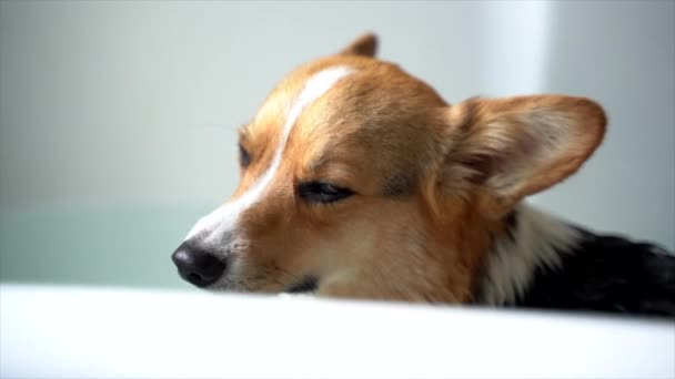 Corgi Dog Tomando Banho — Vídeo de Stock