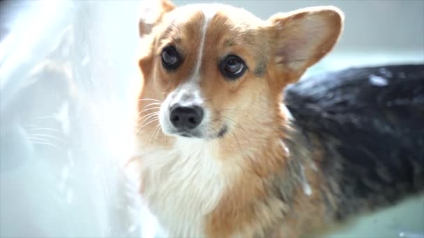 Corgi Cane Ottenere Bagno — Video Stock