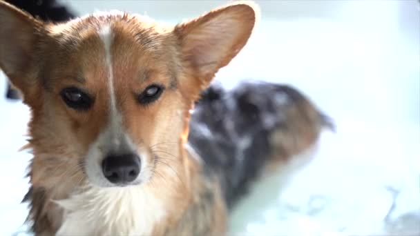 Corgi Enjoying Bath Tub — Stockvideo