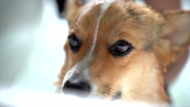 Corgi Hund Med Ett Bad Tittar Kameran — Stockvideo