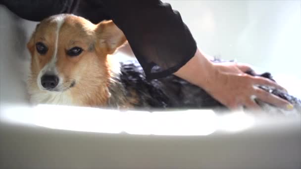 Cane Corgi Ottenere Bagno Nella Vasca Bagno — Video Stock