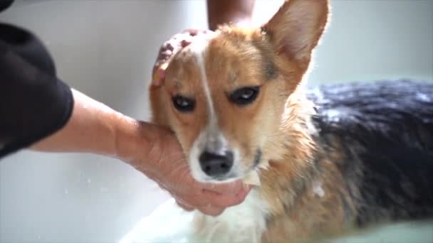 Corgi Con Occhi Chiusura Che Amano Bagno — Video Stock