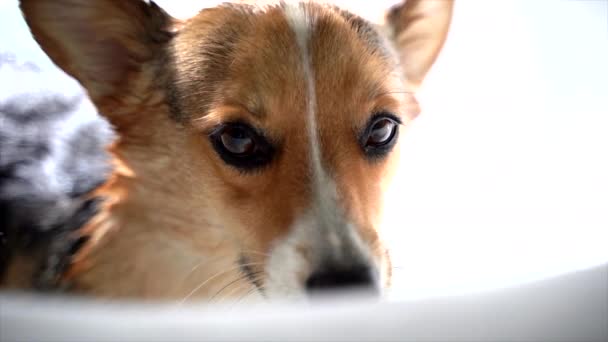 Corgi Dog Krijgt Een Bad — Stockvideo