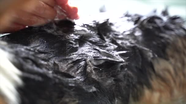 Corgi Dog Bekommt Ein Bad — Stockvideo