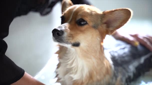 Corgi Lovingly Getting Bath — Stock Video